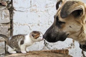 Милосердие к животным