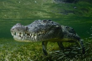 Отряд крокодилы