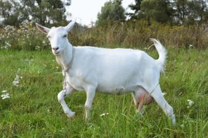 Зааненская порода коз
