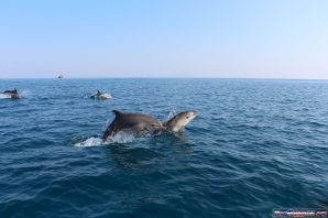 Акулы в азовском море