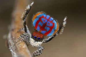 Самые красивые пауки