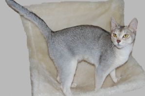 Абиссинская кошка серая