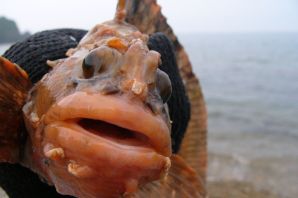 Рыба с большими губами