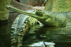 Крокодилы в россии