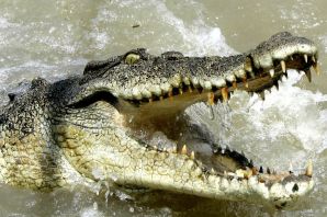 Самый опасный крокодил