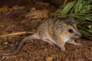 Австралийская болотная крыса