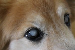 Глаз у собаки китовый