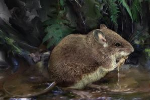 Водяная крыса