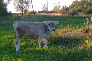 Шведская порода коров