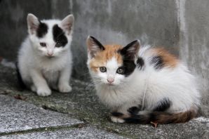 Бездомные котята