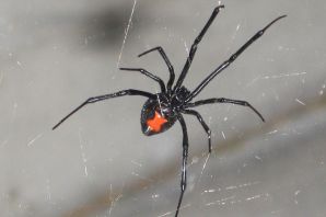 Ядовитые пауки волгоградской области