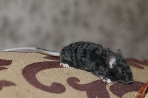 Кучерявая мышь