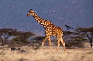 Хвост жирафа