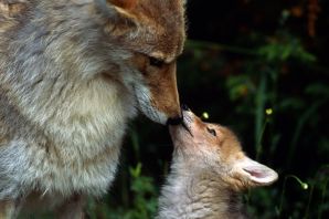 Волк и лисица