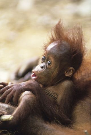 Детеныш орангутанга