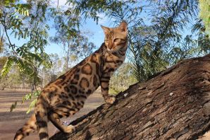 Леопардовая кошка порода