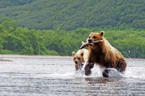 Дальневосточный медведь