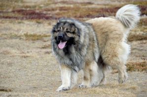 Кавказская сторожевая собака