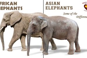 Африканский и индийский слон