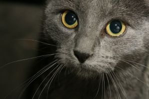 Русско голубой кот