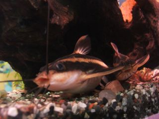 Платидорас аквариумная рыбка