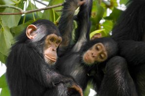 Обыкновенный шимпанзе
