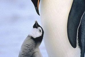 Породы пингвинов