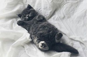 Черно белый пушистый кот
