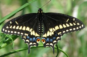 Парусник маака бабочка
