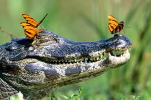 Крокодил и аллигатор