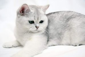 Серебряная шиншилла кошка