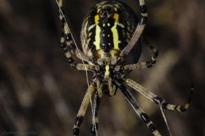 Аргиопа паук