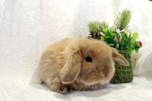 Виды декоративных кроликов
