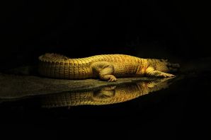 Хвост крокодила