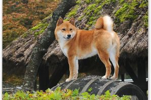 Японская порода собак акита
