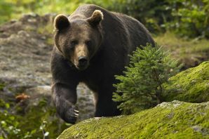 Уссурийский бурый медведь