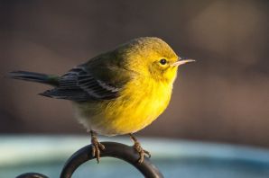 Птичка с желтым брюшком
