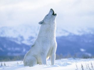 Волк севера
