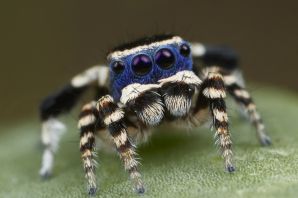 Необычные пауки