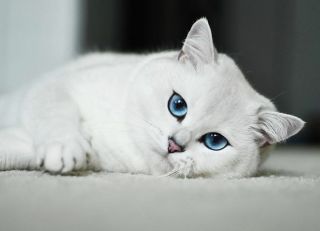 Британская короткошерстная кошка белая