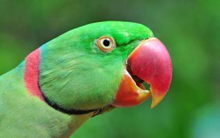 Ожереловый попугай зеленый