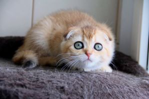 Шотландская вислоухая кошка золотая шиншилла