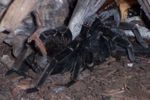 Самые страшные пауки в мире