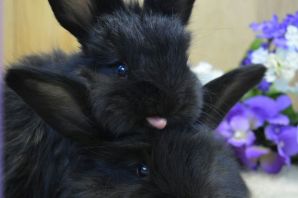 Черный декоративный кролик