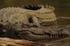 Древние крокодилы