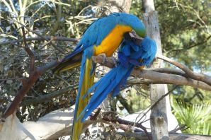 Сине желтый ара