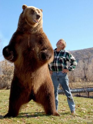 Кодиак медведь