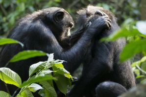 Бонобо канзи
