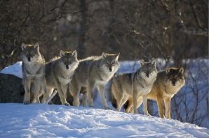 Волки виды