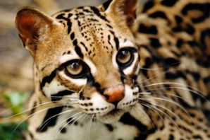 Кот леопардового окраса